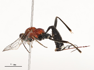  ( - CBG-B04467-F04)  @11 [ ] CreativeCommons - Attribution Share - Alike (2025) CBG Photography Group Centre for Biodiversity Genomics