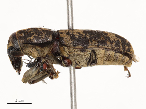  ( - CBG-B04467-F08)  @11 [ ] CreativeCommons - Attribution Share - Alike (2025) CBG Photography Group Centre for Biodiversity Genomics