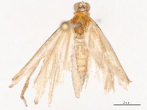  ( - CBG-B04468-A01)  @11 [ ] CreativeCommons - Attribution Share - Alike (2025) CBG Photography Group Centre for Biodiversity Genomics