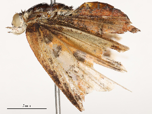  ( - CBG-B04468-A11)  @11 [ ] CreativeCommons - Attribution Share - Alike (2025) CBG Photography Group Centre for Biodiversity Genomics
