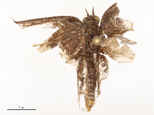  ( - CBG-B04468-B07)  @11 [ ] CreativeCommons - Attribution Share - Alike (2025) CBG Photography Group Centre for Biodiversity Genomics