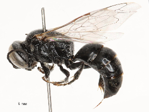  ( - CBG-B04468-C11)  @11 [ ] CreativeCommons - Attribution Share - Alike (2025) CBG Photography Group Centre for Biodiversity Genomics