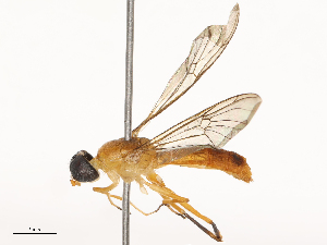  ( - CBG-B04468-H08)  @11 [ ] CreativeCommons - Attribution Share - Alike (2025) CBG Photography Group Centre for Biodiversity Genomics