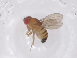  ( - CBG-B05162-D07)  @11 [ ] CreativeCommons - Attribution Share - Alike (2025) Centre for Biodiversity Genomics Centre for Biodiversity Genomics