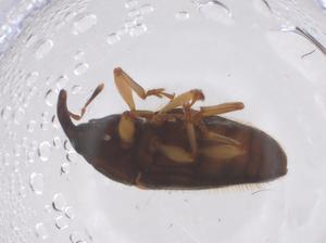  ( - CBG-B05162-F05)  @11 [ ] CreativeCommons - Attribution Share - Alike (2025) Centre for Biodiversity Genomics Centre for Biodiversity Genomics