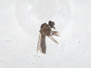  ( - CBG-B05163-B12)  @11 [ ] CreativeCommons - Attribution Share - Alike (2025) Centre for Biodiversity Genomics Centre for Biodiversity Genomics