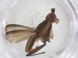  ( - CBG-B05166-A06)  @11 [ ] CreativeCommons - Attribution Share - Alike (2025) Centre for Biodiversity Genomics Centre for Biodiversity Genomics