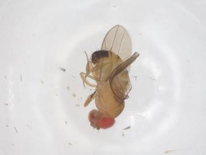  ( - CBG-B05167-G05)  @11 [ ] CreativeCommons - Attribution Share - Alike (2025) Centre for Biodiversity Genomics Centre for Biodiversity Genomics