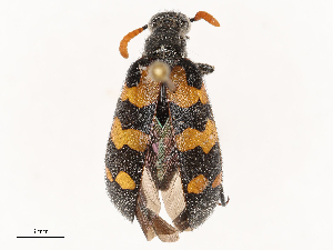  (Hycleus vestitus - CBG-B07593-F07)  @11 [ ] CreativeCommons - Attribution Share - Alike (2025) CBG Photography Group Centre for Biodiversity Genomics