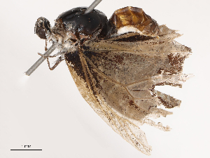  ( - CBG-B14652-E02)  @11 [ ] CreativeCommons - Attribution Share - Alike (2025) CBG Photography Group Centre for Biodiversity Genomics