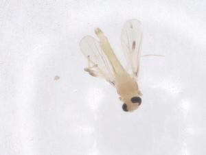  ( - CBG-B19983-G02)  @11 [ ] CreativeCommons - Attribution Share - Alike (2025) Centre for Biodiversity Genomics Centre for Biodiversity Genomics