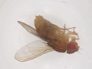  ( - CBG-B20062-A02)  @11 [ ] CreativeCommons - Attribution Share - Alike (2025) Centre for Biodiversity Genomics Centre for Biodiversity Genomics