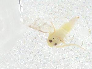  ( - CBG-B20796-A02)  @11 [ ] CreativeCommons - Attribution Share - Alike (2025) Centre for Biodiversity Genomics Centre for Biodiversity Genomics