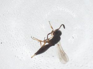  ( - CBG-B20863-F12)  @11 [ ] CreativeCommons - Attribution Share - Alike (2025) Centre for Biodiversity Genomics Centre for Biodiversity Genomics