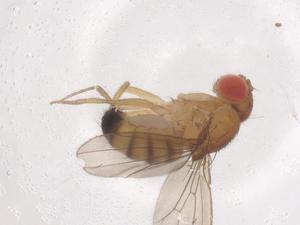  ( - CBG-B15338-D03)  @11 [ ] CreativeCommons - Attribution Share - Alike (2025) Centre for Biodiversity Genomics Centre for Biodiversity Genomics