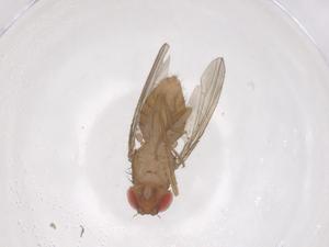  ( - CBG-B15338-D07)  @11 [ ] CreativeCommons - Attribution Share - Alike (2025) Centre for Biodiversity Genomics Centre for Biodiversity Genomics