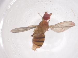  ( - CBG-B15338-F03)  @11 [ ] CreativeCommons - Attribution Share - Alike (2025) Centre for Biodiversity Genomics Centre for Biodiversity Genomics