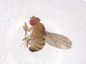  ( - CBG-B15338-G09)  @11 [ ] CreativeCommons - Attribution Share - Alike (2025) Centre for Biodiversity Genomics Centre for Biodiversity Genomics