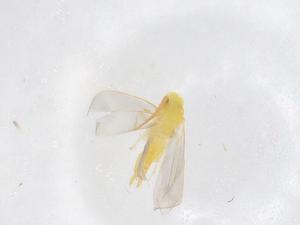  ( - CBG-B21637-C09)  @11 [ ] CreativeCommons - Attribution Share - Alike (2025) Centre for Biodiversity Genomics Centre for Biodiversity Genomics