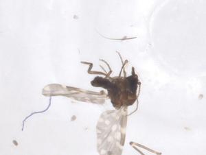  ( - CBG-B21685-H11)  @11 [ ] CreativeCommons - Attribution Share - Alike (2025) Centre for Biodiversity Genomics Centre for Biodiversity Genomics