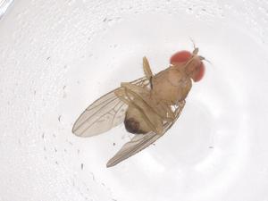  ( - CBG-B23573-F05)  @11 [ ] CreativeCommons - Attribution Share - Alike (2025) Centre for Biodiversity Genomics Centre for Biodiversity Genomics