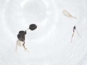  ( - CBG-B23575-E12)  @11 [ ] CreativeCommons - Attribution Share - Alike (2025) Centre for Biodiversity Genomics Centre for Biodiversity Genomics