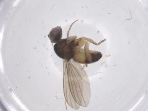  ( - CBG-B23576-F11)  @11 [ ] CreativeCommons - Attribution Share - Alike (2025) Centre for Biodiversity Genomics Centre for Biodiversity Genomics