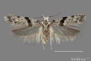  (Arogalea sp. 1SL - DNA_SL0606)  @11 [ ] Copyright (2017) Sangmi Lee Arizona State University Hasbrouck Insect Collection