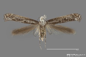  ( - DNA_SL0607)  @11 [ ] Copyright (2017) Sangmi Lee Arizona State University Hasbrouck Insect Collection
