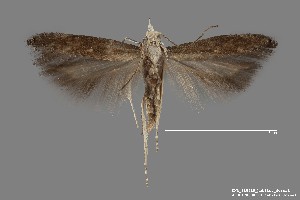  ( - DNA_SL0610)  @13 [ ] Copyright (2017) Sangmi Lee Arizona State University Hasbrouck Insect Collection