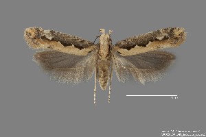  (Ornativalva erubescens - DNA_SL0612)  @15 [ ] Copyright (2017) Sangmi Lee Arizona State University Hasbrouck Insect Collection