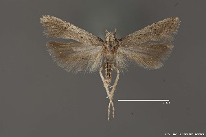  (Deltophora sella atacta - DNA_SL0613)  @12 [ ] Copyright (2017) Sangmi Lee Arizona State University Hasbrouck Insect Collection