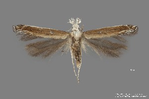  ( - DNA_SL0614)  @13 [ ] Copyright (2017) Sangmi Lee Arizona State University Hasbrouck Insect Collection