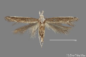  (Isophrictis sp. 4SL - DNA_SL0615)  @14 [ ] Copyright (2017) Sangmi Lee Arizona State University Hasbrouck Insect Collection