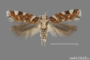  (Aristotelia arenella - DNA_SL0628)  @14 [ ] Copyright (2017) Sangmi Lee Arizona State University Hasbrouck Insect Collection