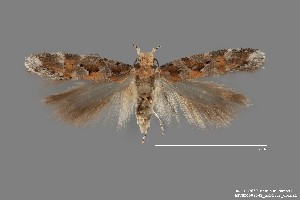  (Aristotelia sp. 7SL - DNA_SL0630)  @14 [ ] Copyright (2017) Sangmi Lee Arizona State University Hasbrouck Insect Collection