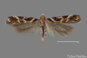  (Aristotelia sp. 3SL - DNA_SL0631)  @13 [ ] Copyright (2017) Sangmi Lee Arizona State University Hasbrouck Insect Collection