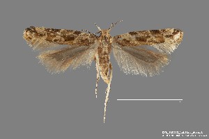  (Aristotelia sp. 8SL - DNA_SL0633)  @14 [ ] Copyright (2017) Sangmi Lee Arizona State University Hasbrouck Insect Collection