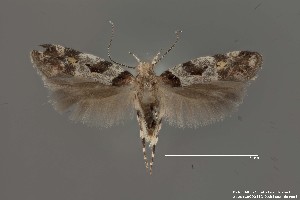  (Aristotelia sp. 12SL - DNA_SL0637)  @14 [ ] Copyright (2017) Sangmi Lee Arizona State University Hasbrouck Insect Collection