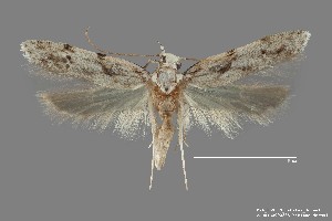  (Arogalea sp. 2SL - DNA_SL0639)  @14 [ ] Copyright (2017) Sangmi Lee Arizona State University Hasbrouck Insect Collection