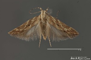  (Aristotelia sp. 4SL - DNA_SL0642)  @11 [ ] Copyright (2017) Sangmi Lee Arizona State University Hasbrouck Insect Collection