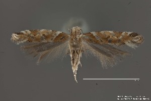  (Aristotelia sp. 14SL - DNA_SL0645)  @14 [ ] Copyright (2017) Sangmi Lee Arizona State University Hasbrouck Insect Collection