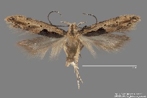  ( - DNA_SL0646)  @13 [ ] Copyright (2017) Sangmi Lee Arizona State University Hasbrouck Insect Collection