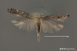  ( - DNA_SL0647)  @13 [ ] Copyright (2017) Sangmi Lee Arizona State University Hasbrouck Insect Collection