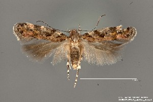  (Aristotelia sp. 16SL - DNA_SL0650)  @13 [ ] Copyright (2017) Sangmi Lee Arizona State University Hasbrouck Insect Collection