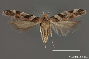  (Aristotelia sp. 17SL - DNA_SL0651)  @11 [ ] Copyright (2017) Sangmi Lee Arizona State University Hasbrouck Insect Collection