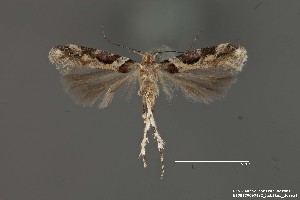  (Aristotelia sp. 18SL - DNA_SL0652)  @11 [ ] Copyright (2017) Sangmi Lee Arizona State University Hasbrouck Insect Collection