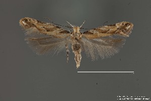  (Aristotelia sp. 19SL - DNA_SL0653)  @11 [ ] Copyright (2017) Sangmi Lee Arizona State University Hasbrouck Insect Collection