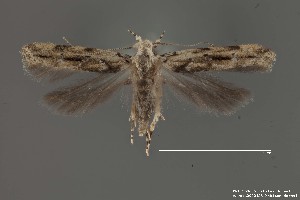  (Sinoe sp. 4SL - DNA_SL0655)  @13 [ ] Copyright (2017) Sangmi Lee Arizona State University Hasbrouck Insect Collection