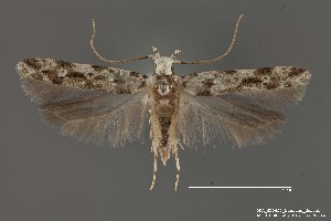  (Sinoe sp. 6SL - DNA_SL0657)  @13 [ ] Copyright (2017) Sangmi Lee Arizona State University Hasbrouck Insect Collection